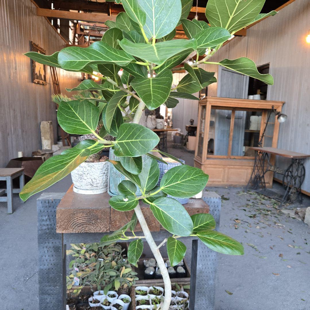 ⑭　フィカス　ベンガレンシ　曲がり仕立て８号特大苗木最高等級極上品‼️