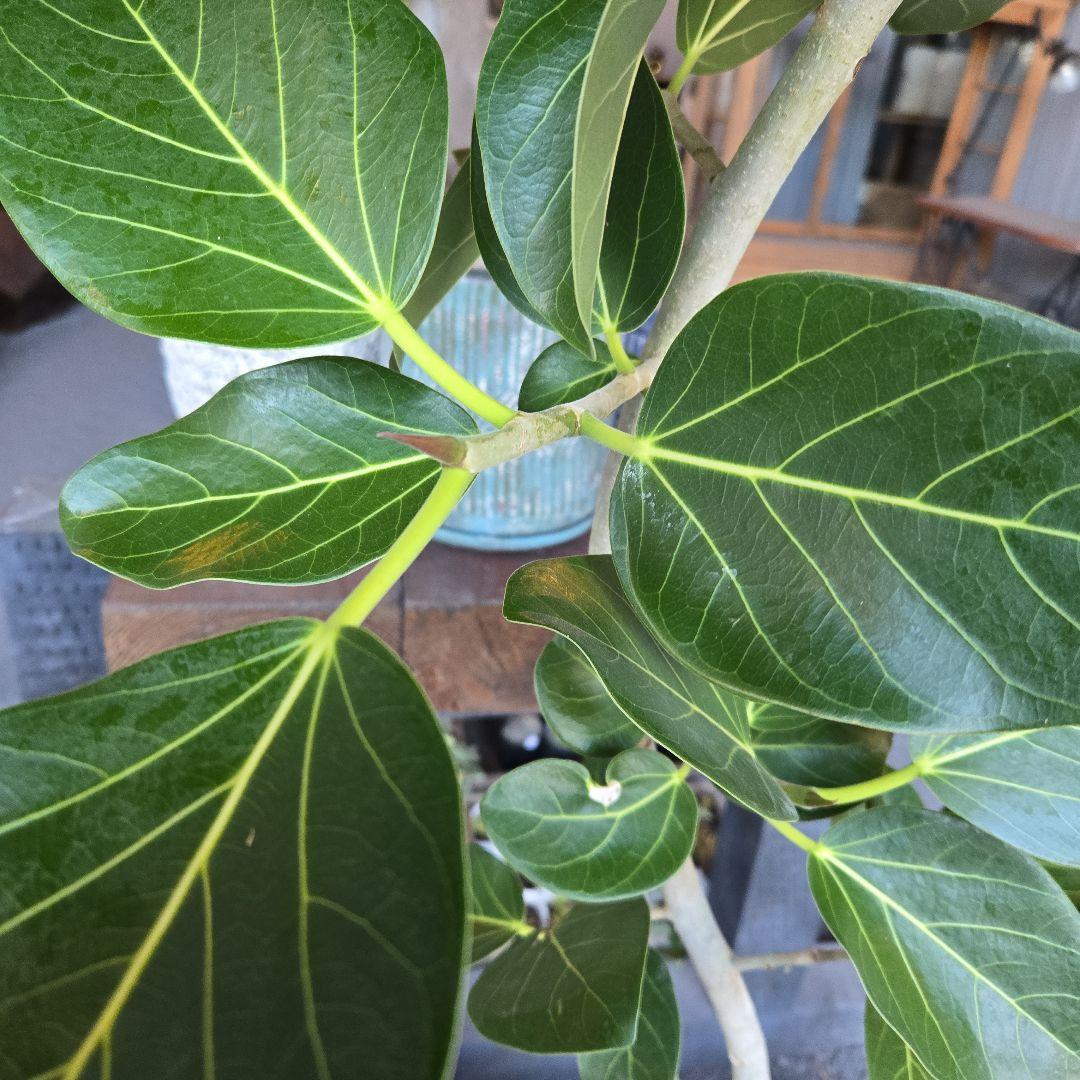 ⑭　フィカス　ベンガレンシ　曲がり仕立て８号特大苗木最高等級極上品‼️