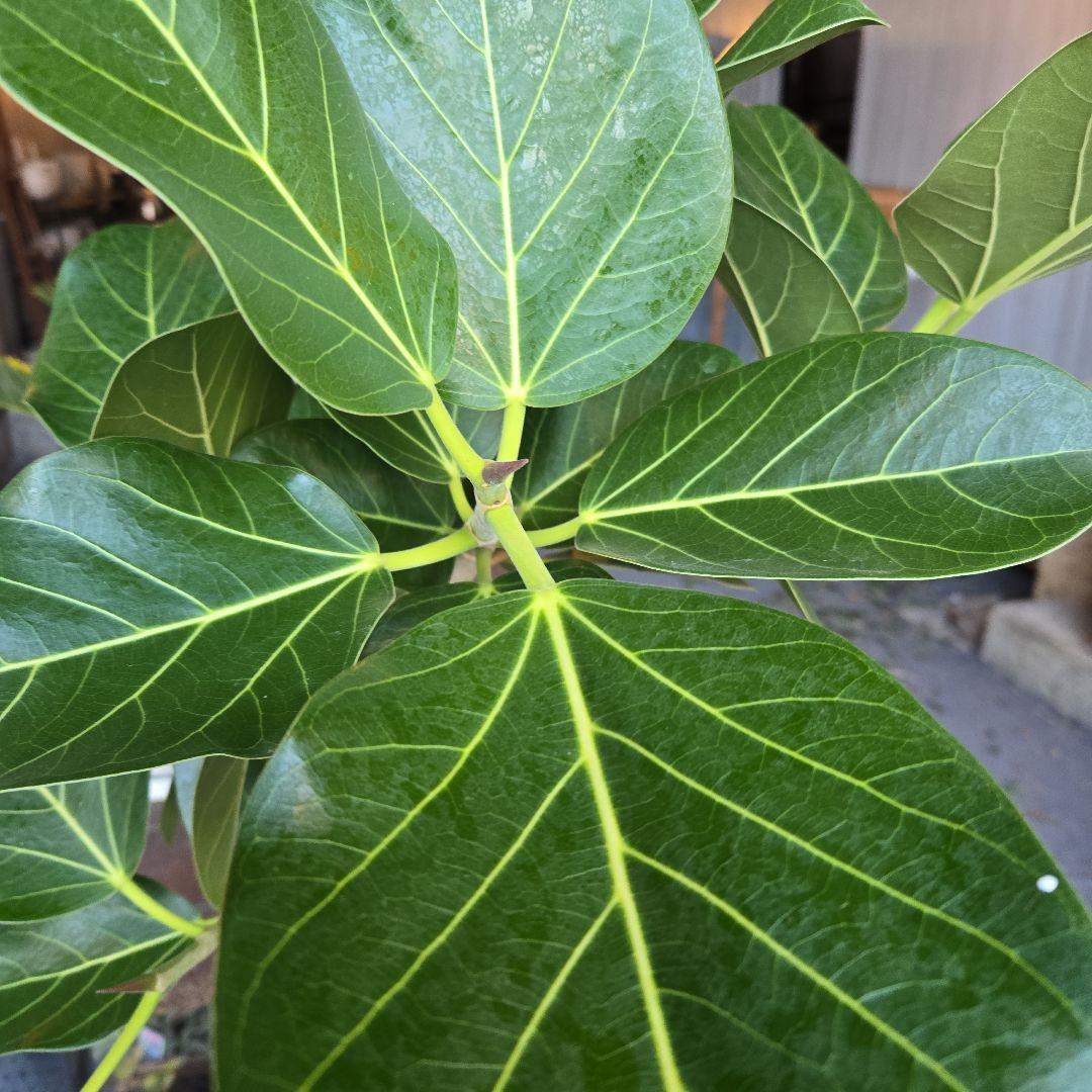 ⑭　フィカス　ベンガレンシ　曲がり仕立て８号特大苗木最高等級極上品‼️