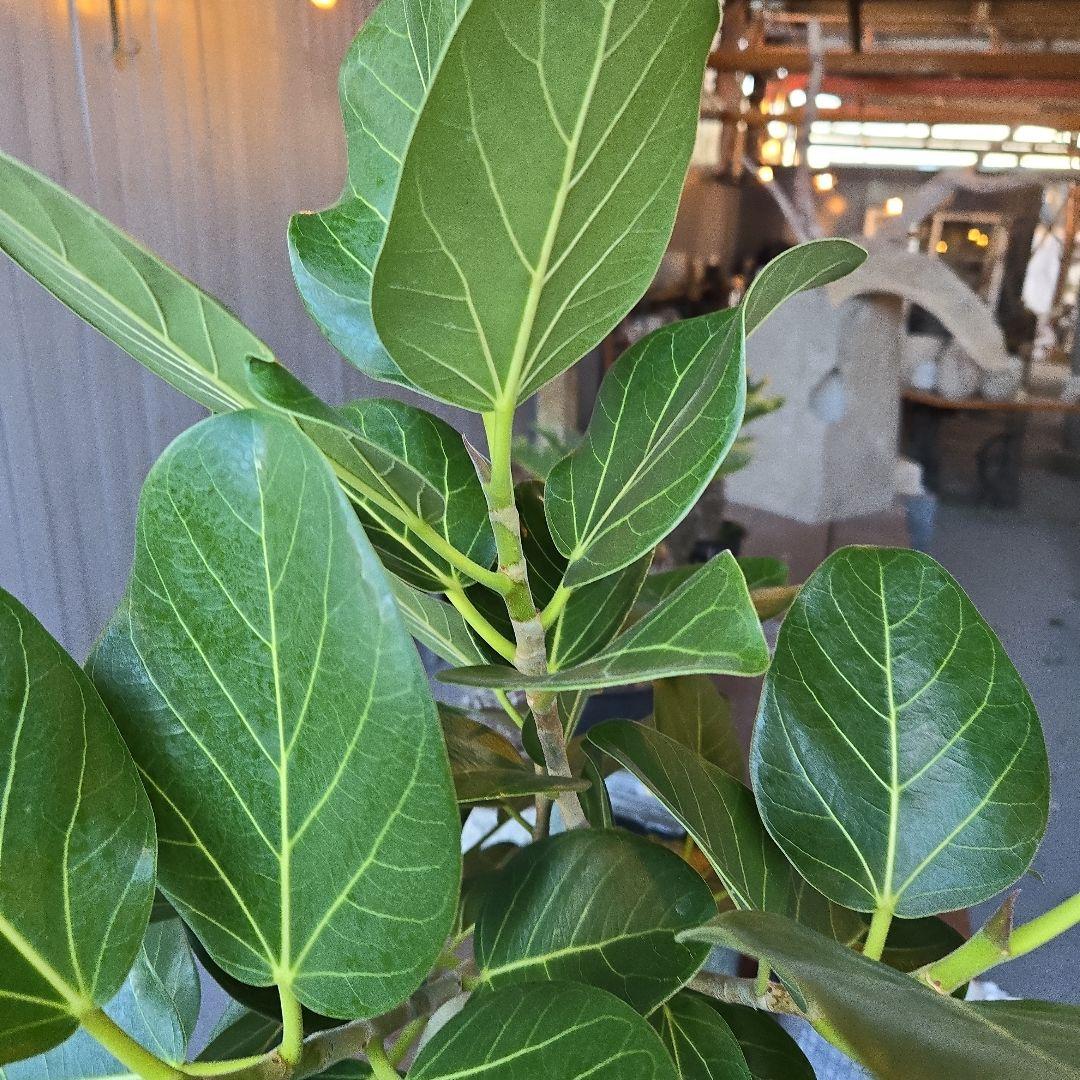 ⑭　フィカス　ベンガレンシ　曲がり仕立て８号特大苗木最高等級極上品‼️