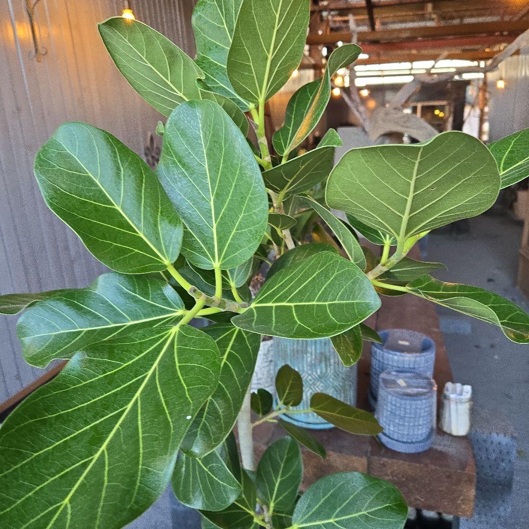 ⑭　フィカス　ベンガレンシ　曲がり仕立て８号特大苗木最高等級極上品‼️