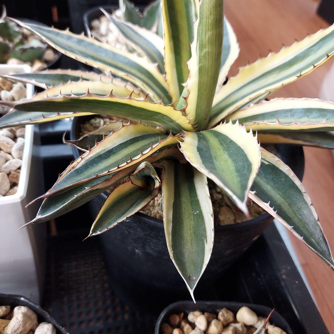 アガベ　まとめ　鉢のまま発送　メルカリ便