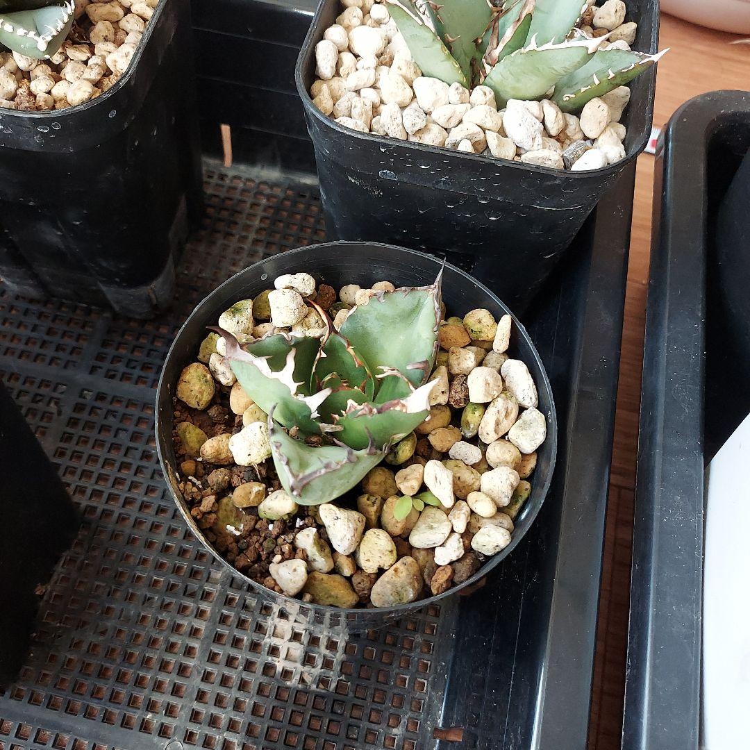 アガベ　まとめ　鉢のまま発送　メルカリ便