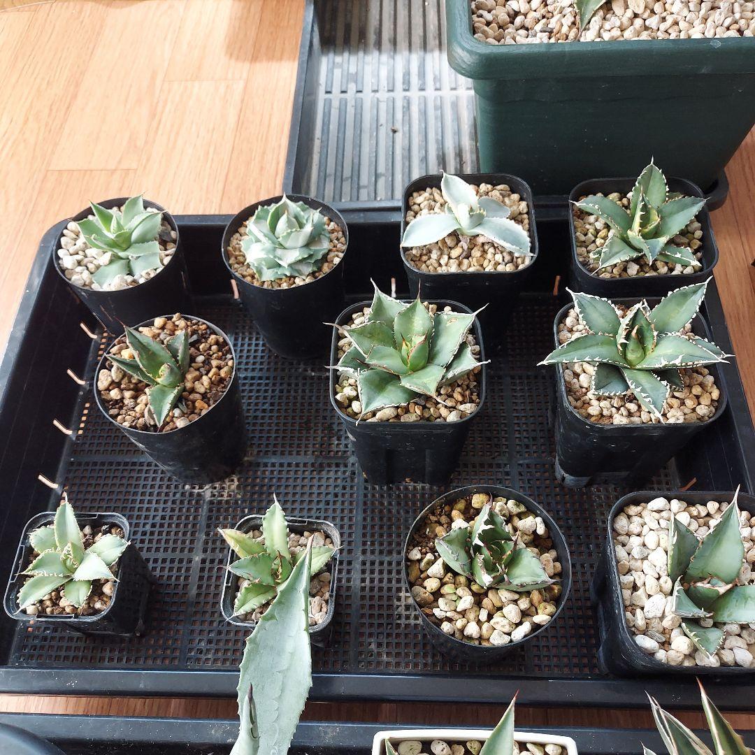 アガベ　まとめ　鉢のまま発送　メルカリ便