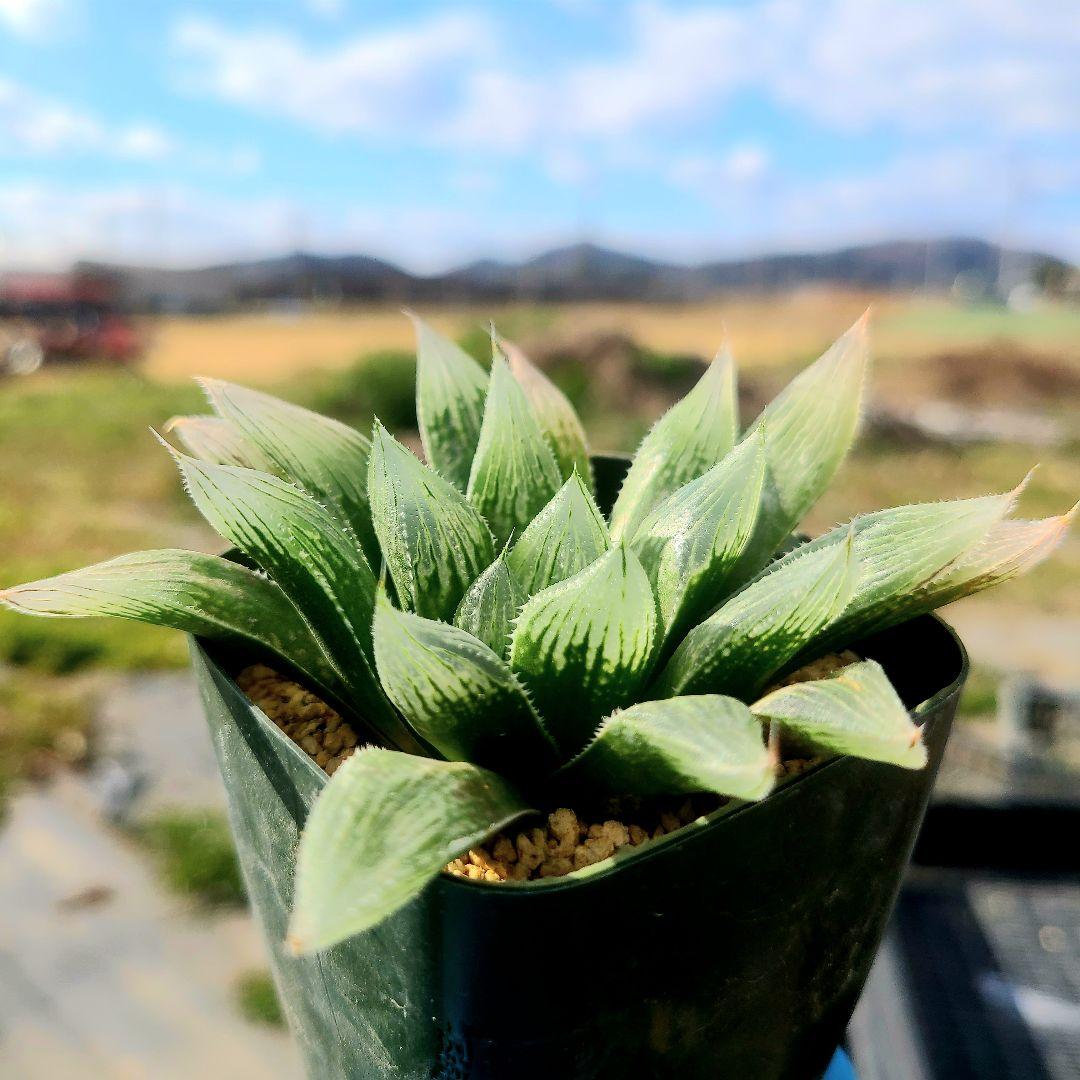 じ*む様 ナイルの一滴 実生 透明選抜 S2-001 ② 多肉植物 多肉植物 ハ