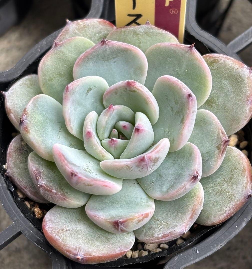 ミックスベリア 6種類 札付き(1月6日撮影)