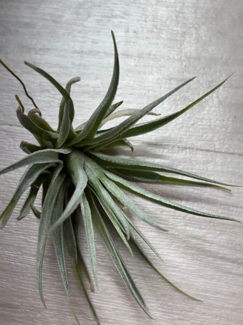 お*り様 Tillandsia.roseiflora