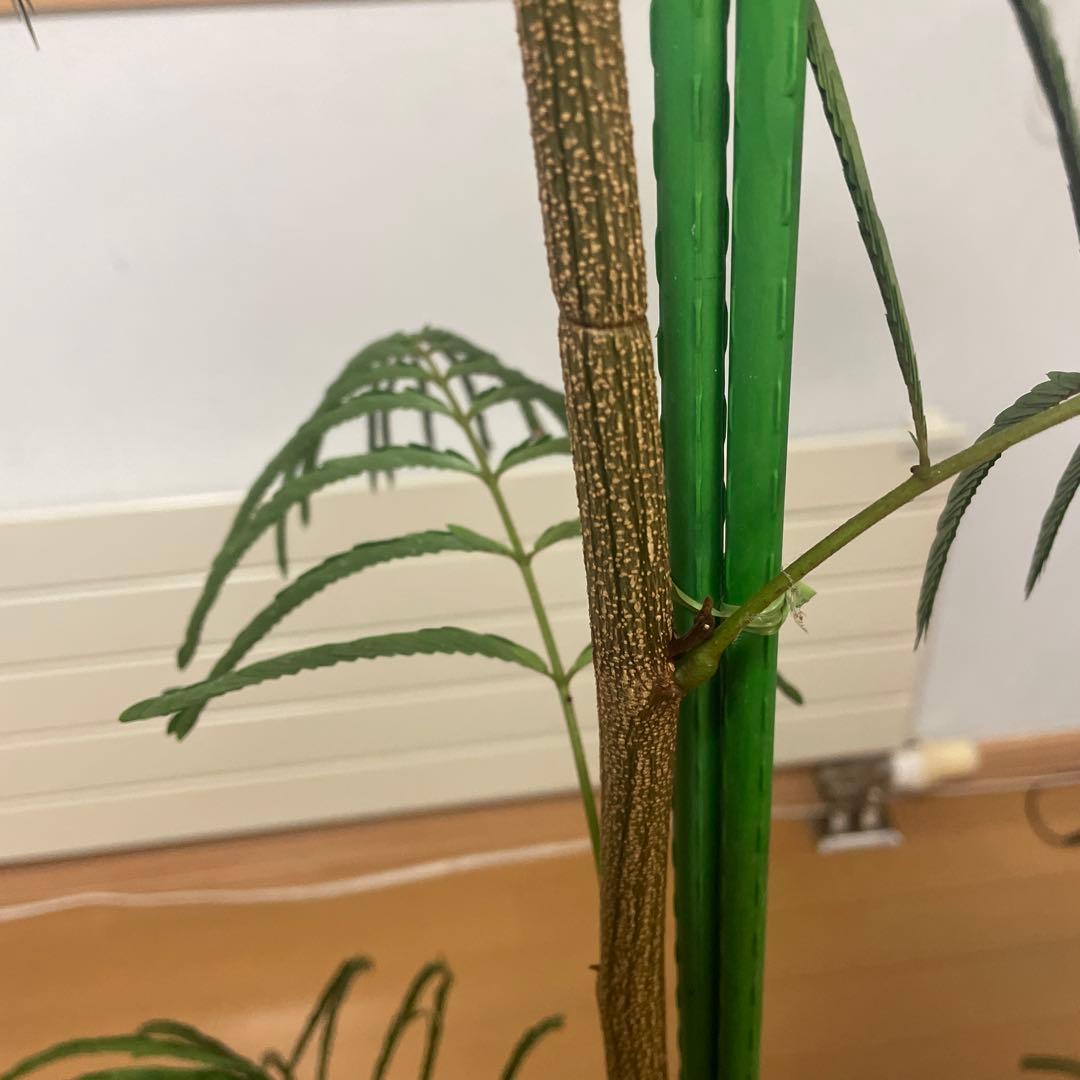 【直接取引】　エバーフレッシュ（ネムノキ）　180cm