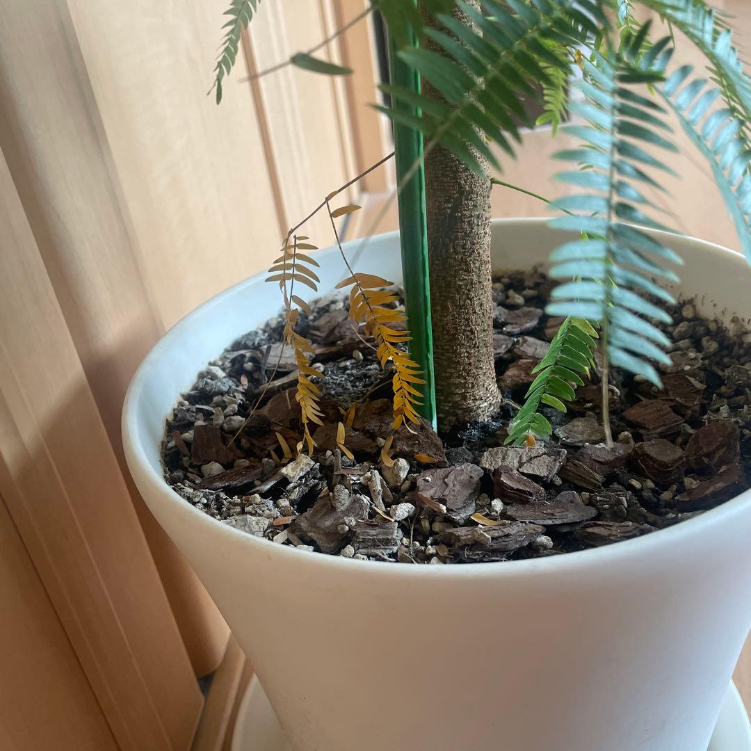 【直接取引】　エバーフレッシュ（ネムノキ）　180cm