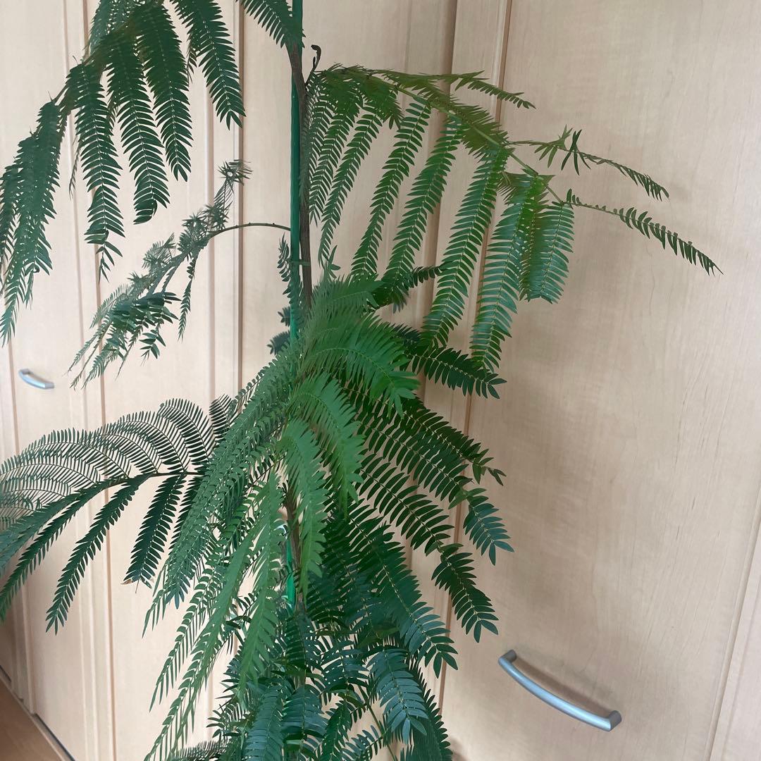 【直接取引】　エバーフレッシュ（ネムノキ）　180cm