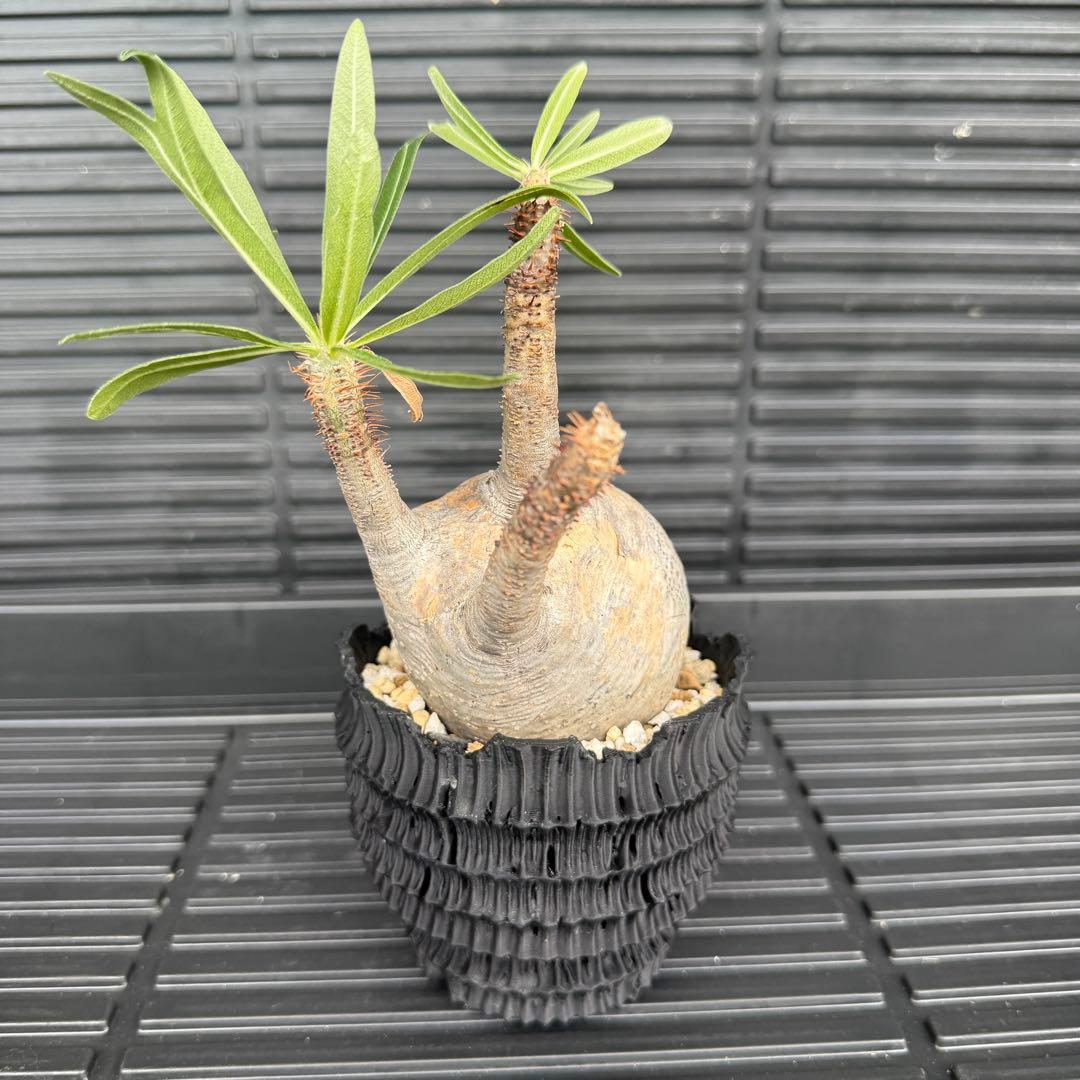 現地球 パキポディウム グラキリス