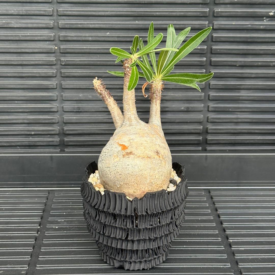 現地球 パキポディウム グラキリス