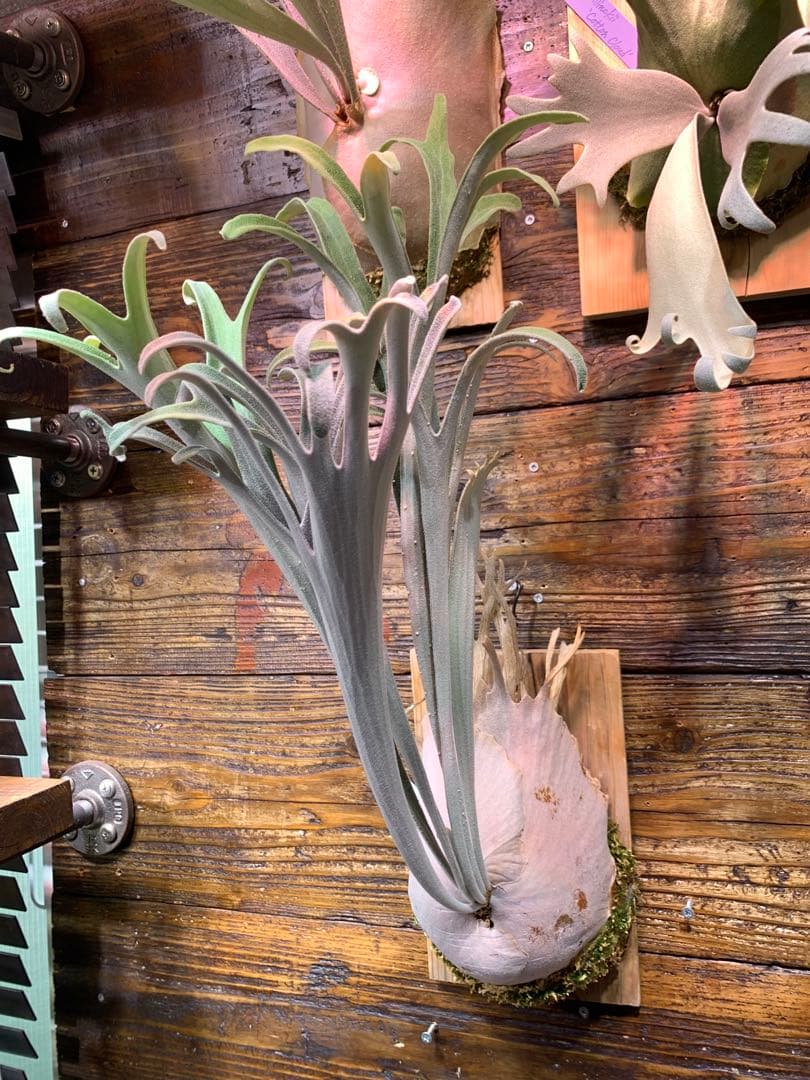 ビカクシダ P.veitchii wild 3rd limited 大きめ子株