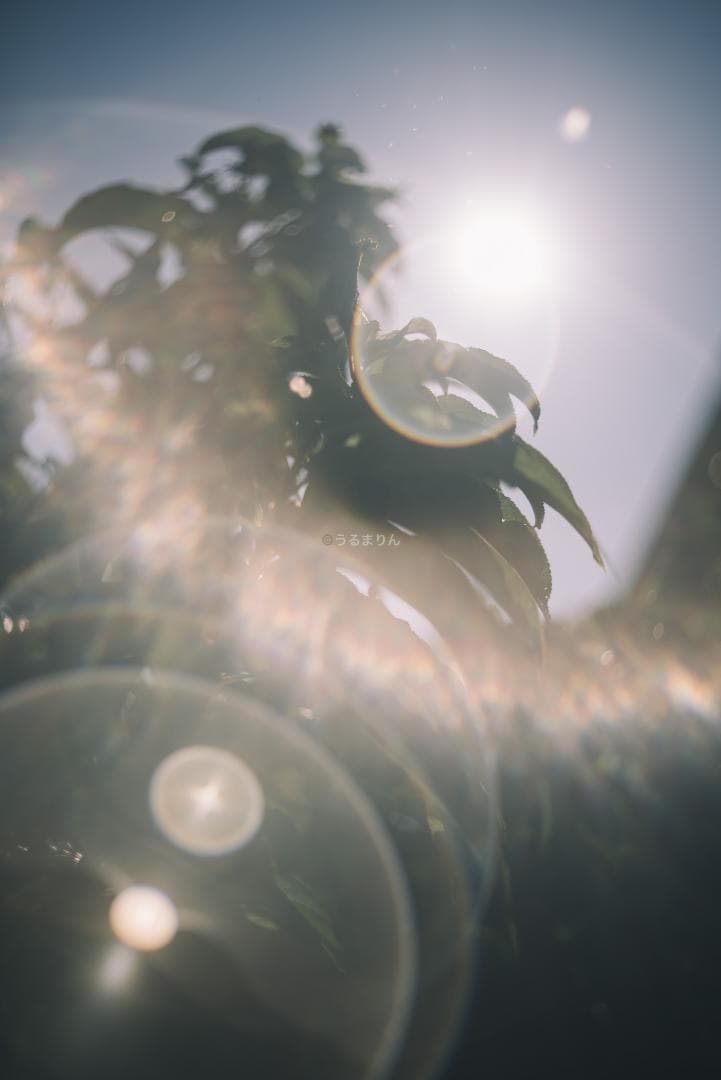 良品！虹の出る癖玉！Leica Summar 50mm f2 オールドレンズ