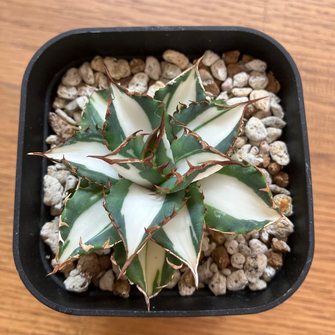 バ*ル様 確認用【初売りオークション】105 アガベ　太陽神錦　TC