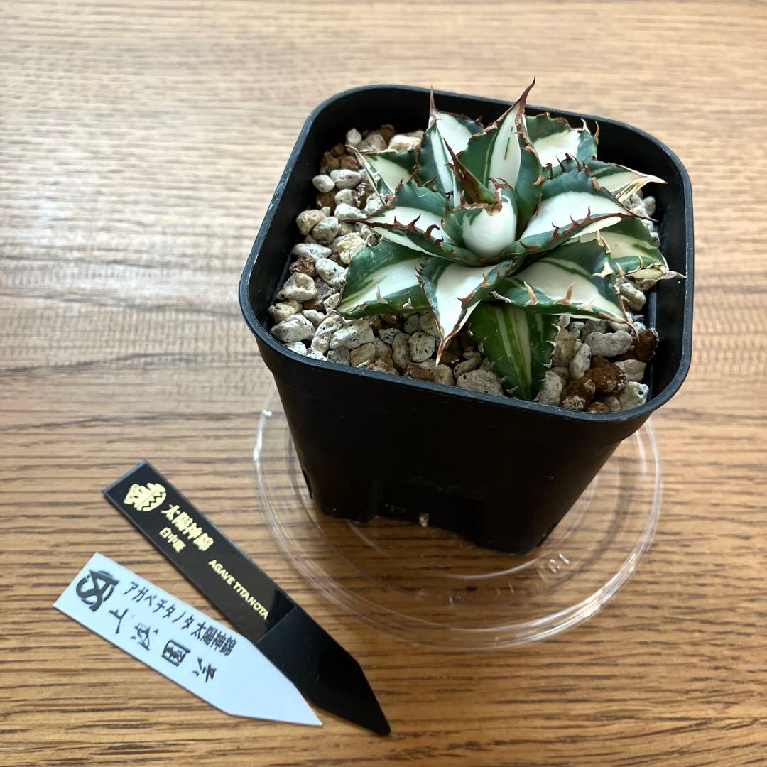 バ*ル様 確認用【初売りオークション】105 アガベ　太陽神錦　TC