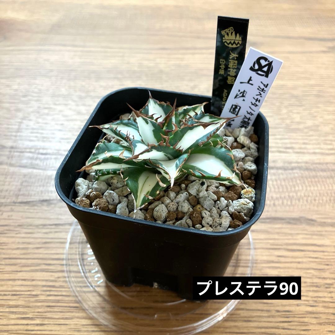 バ*ル様 確認用【初売りオークション】105 アガベ　太陽神錦　TC