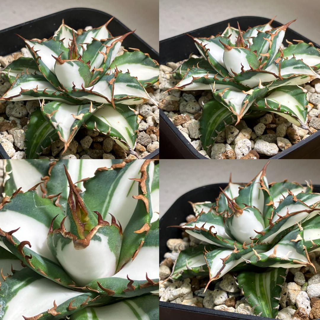 バ*ル様 確認用【初売りオークション】105 アガベ　太陽神錦　TC