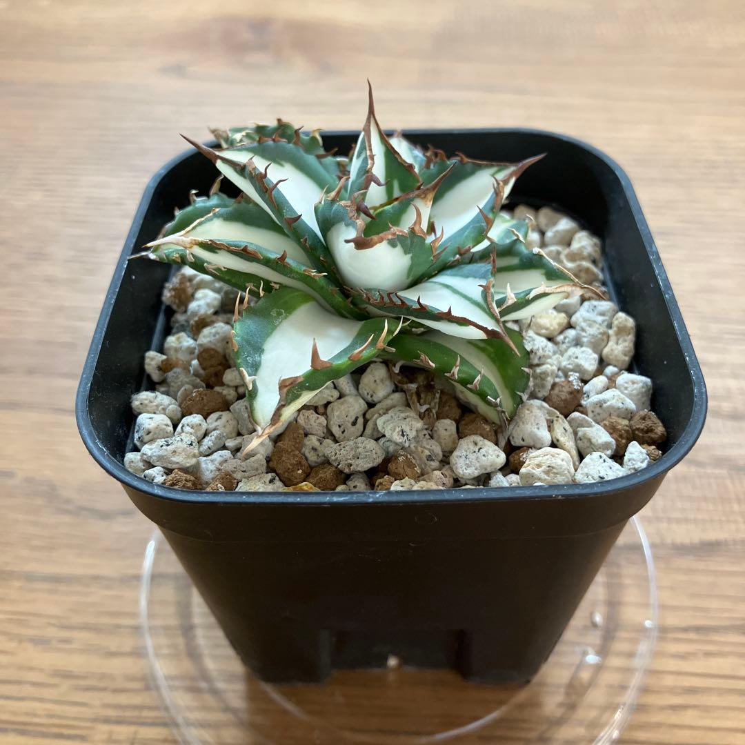 バ*ル様 確認用【初売りオークション】105 アガベ　太陽神錦　TC