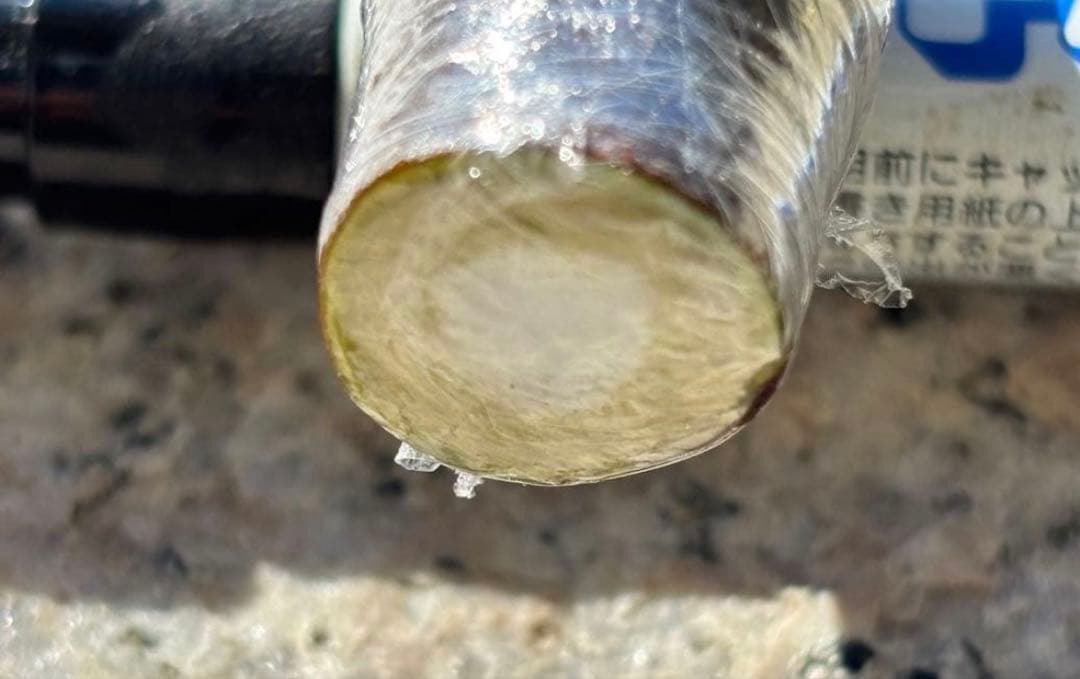 くろ さま イチジク 穂木 専用出品