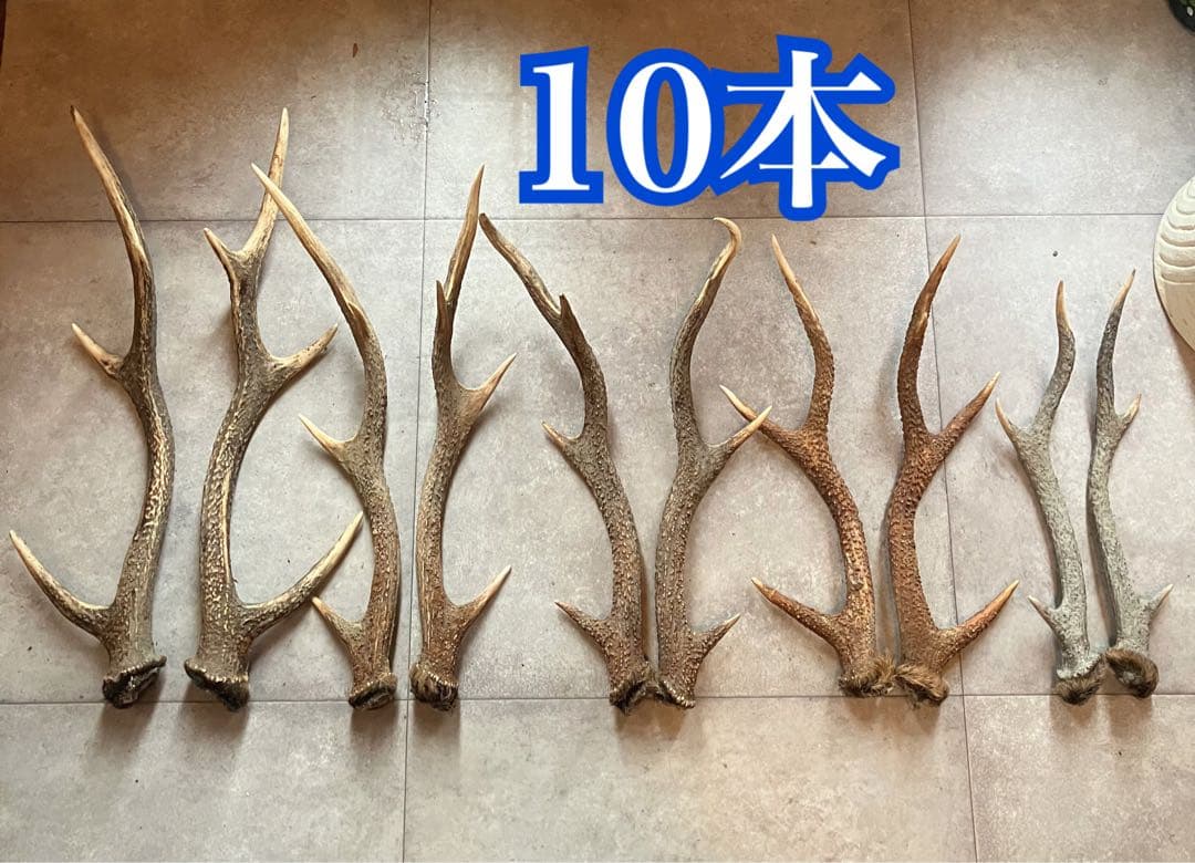 特価 鹿の角 5対 (10本）鹿角