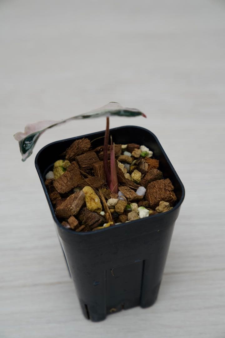 アロカシア アマゾニカ ピンク斑入り A11【マドカズラ モンステラ】