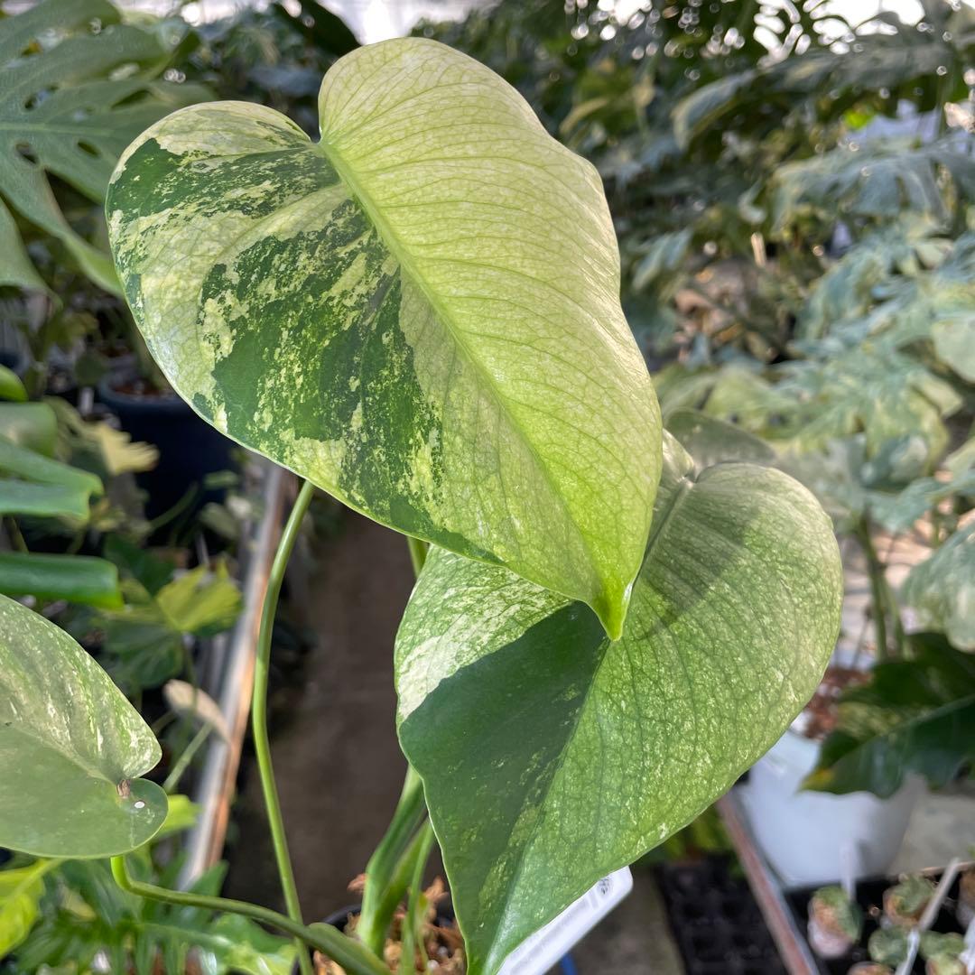 A2 モンステラ　デリシオーサ　ミントトリカラー