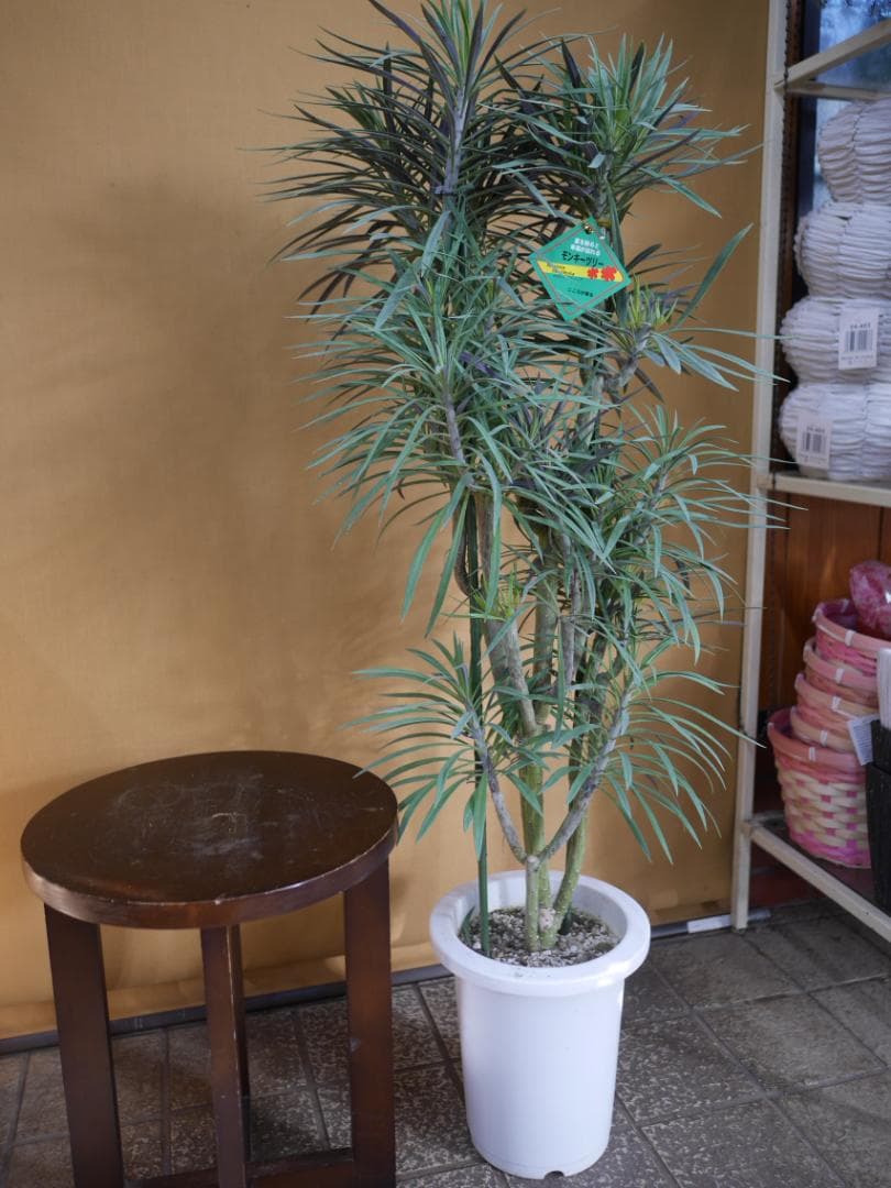 n*a様 セネシオ　クレイニア　モンキーツリー　観葉植物　7号　約100センチ