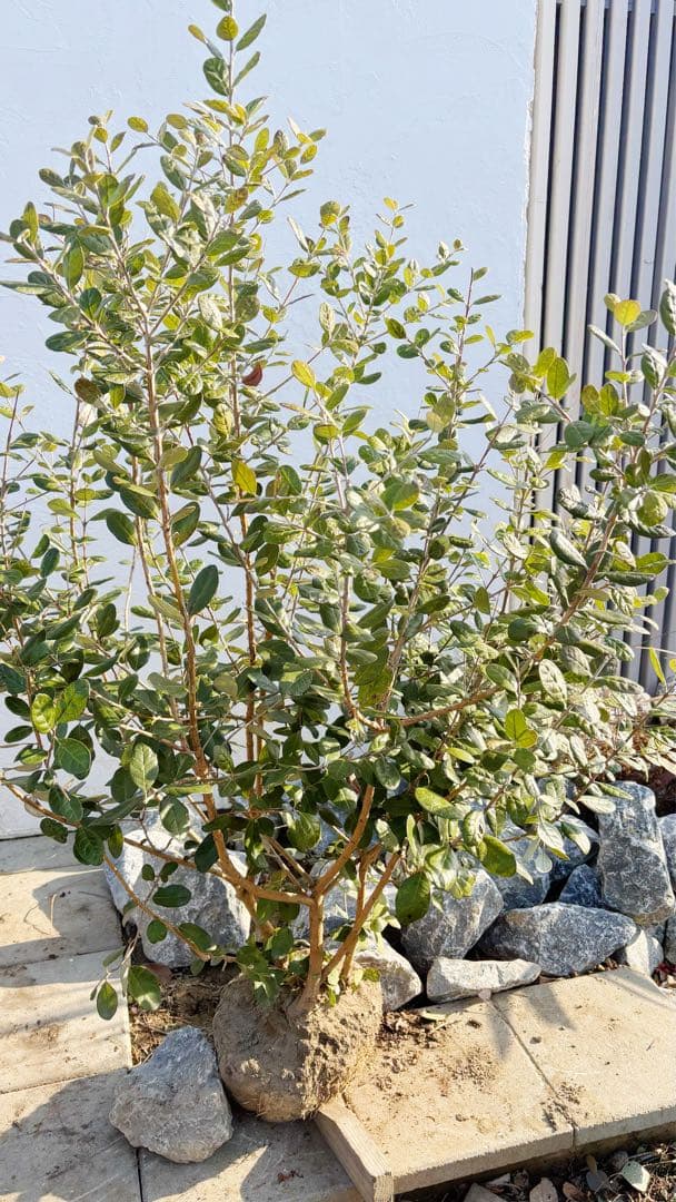 超逸品。フェイジョア株立ち1.4M(鉢底から)品番A