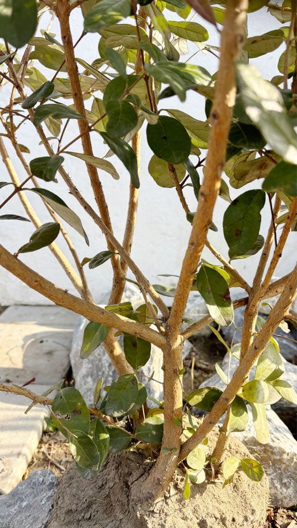 超逸品。フェイジョア株立ち1.4M(鉢底から)品番A