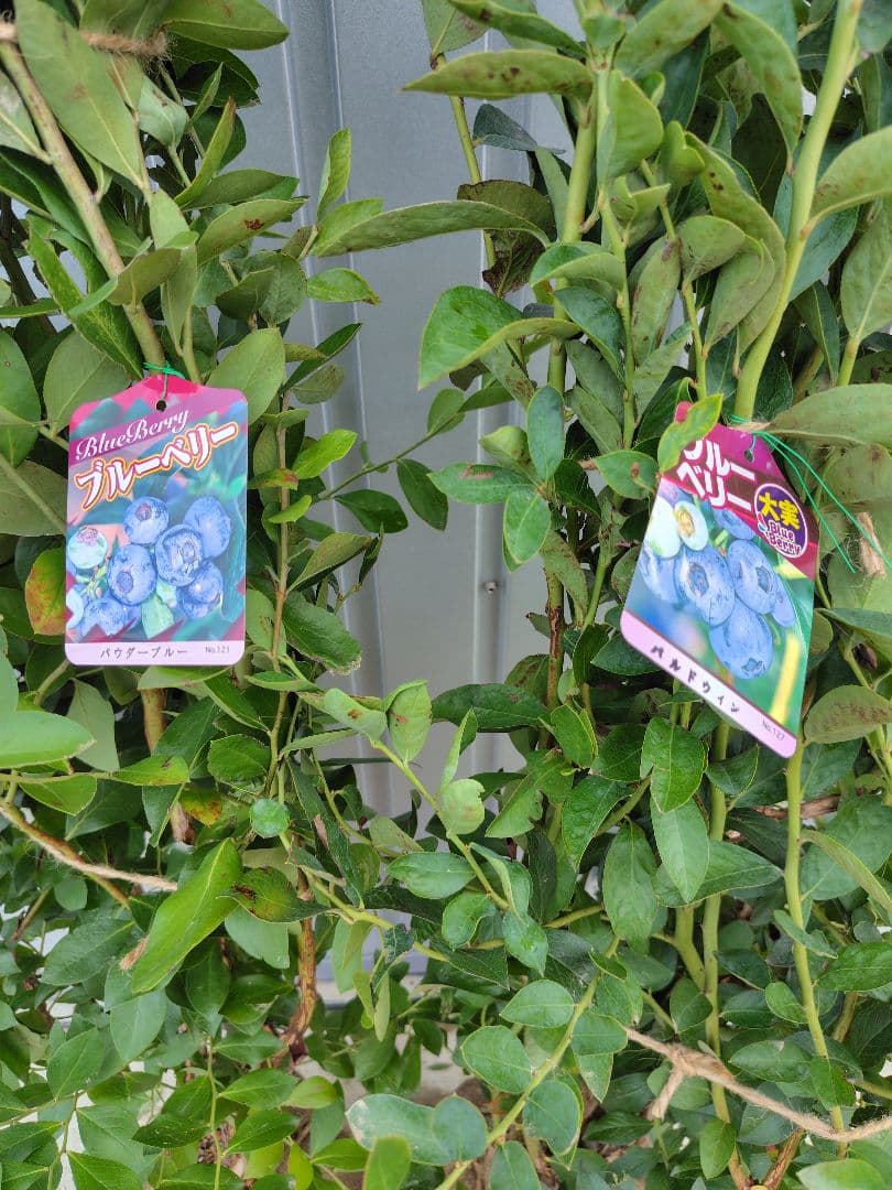 ブルーベリー苗パウダーブルー＆バルドウィン大苗2本セット