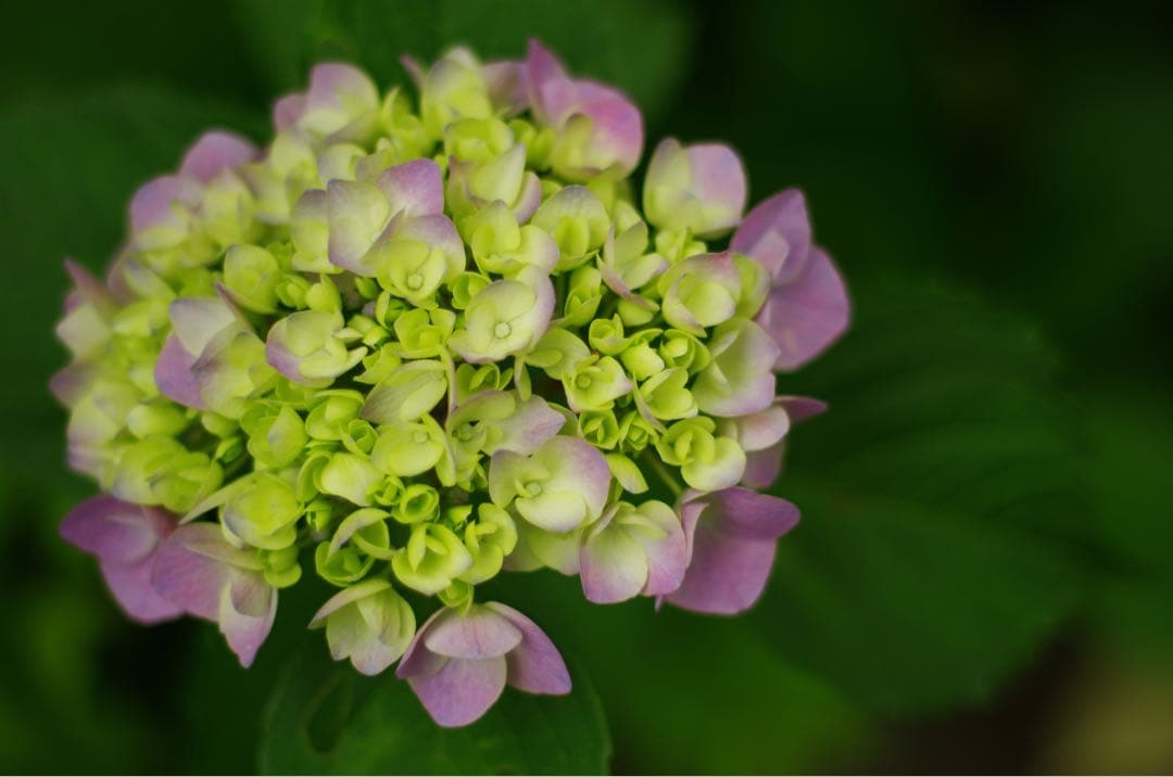 PENTAX K-5 + FA 50mm F1.4 単焦点レンズ セット