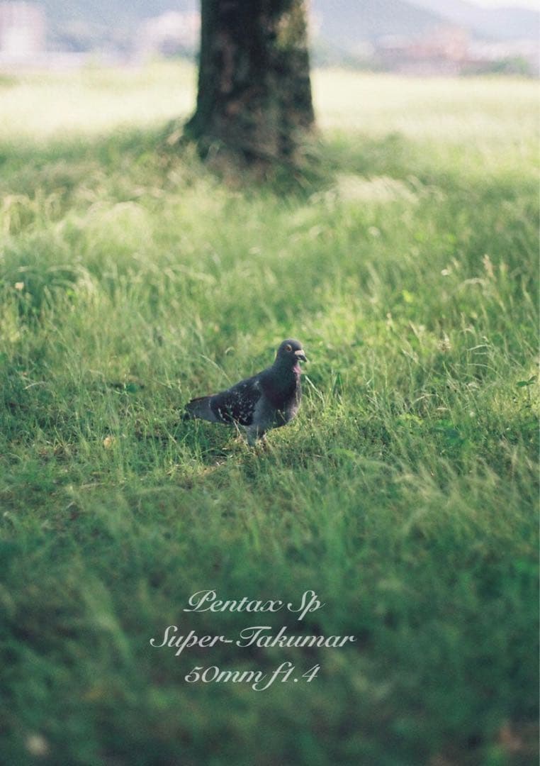 ★初期保証★pentax sp＊takumar f1.4★完動品＊良品＊作例多数