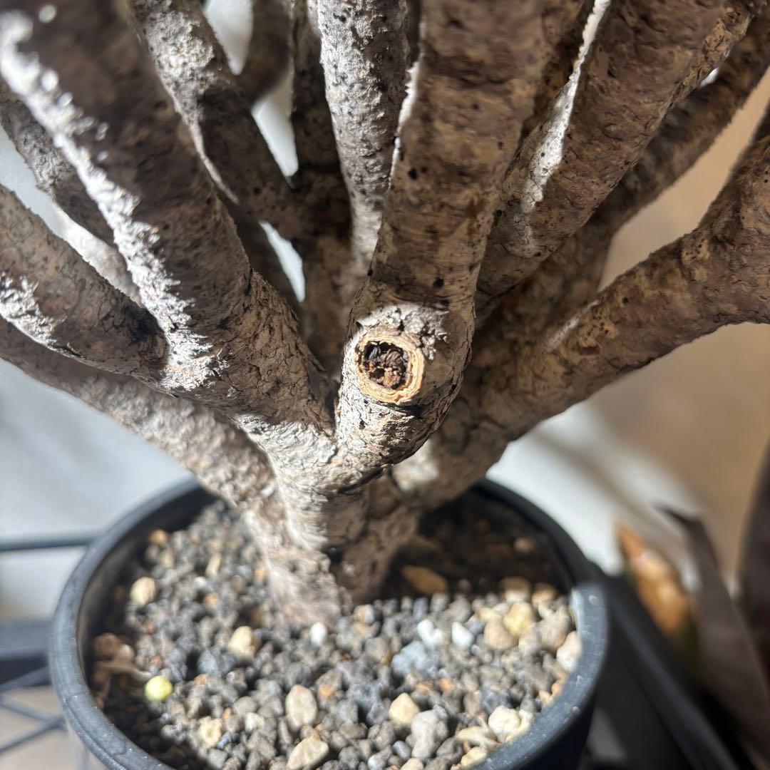 ユーフォルビアギラウミニアナ 大株 極美株 現地球 鉢ごと