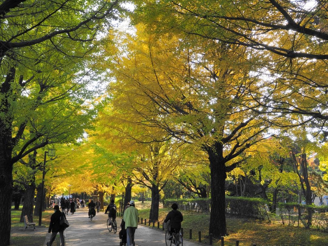 M.ZUIKO DIGITAL ED 9-18mm F4.0-5.6 作例あり