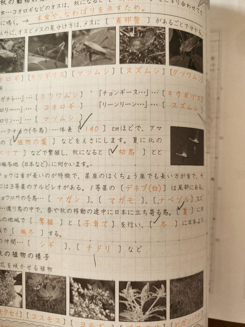 2025年度 サピックス 6年生 理科 欠番なし