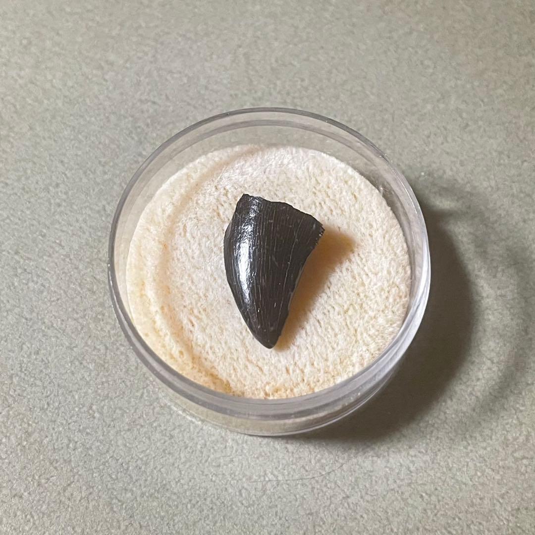 アロサウルス実物歯化石 トキワ様以外の方の購入は受け付けません。