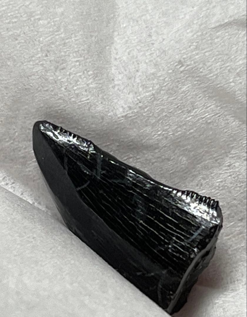 アロサウルス実物歯化石 トキワ様以外の方の購入は受け付けません。