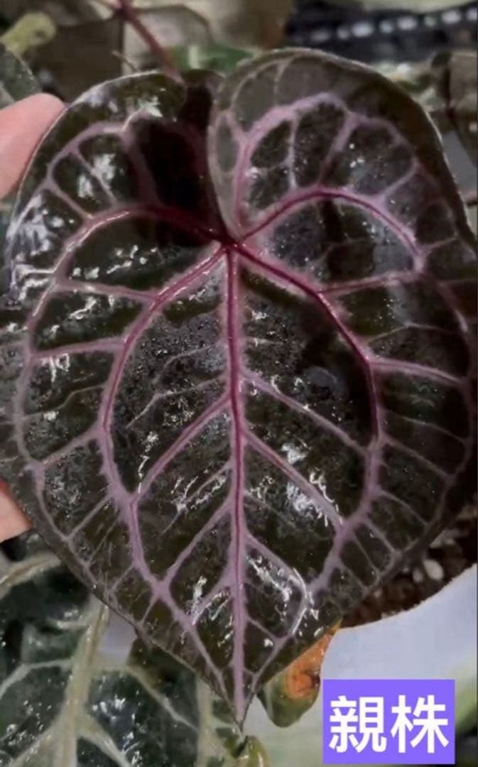 E*o様 アンスリウム　ミシェル