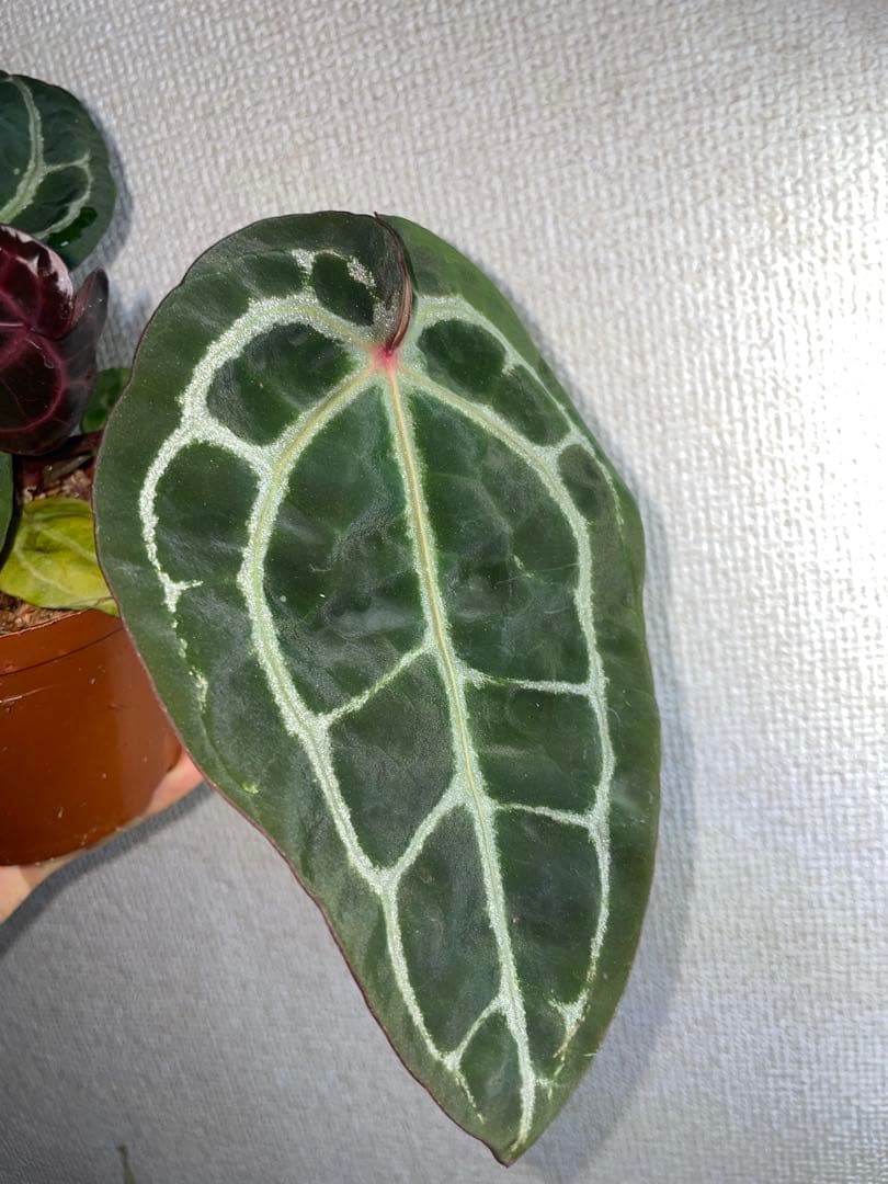 E*o様 アンスリウム　ミシェル