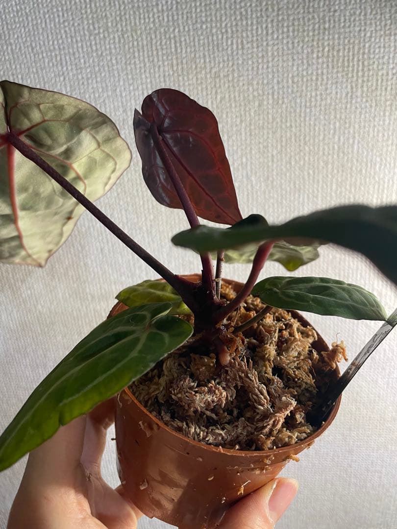 E*o様 アンスリウム　ミシェル