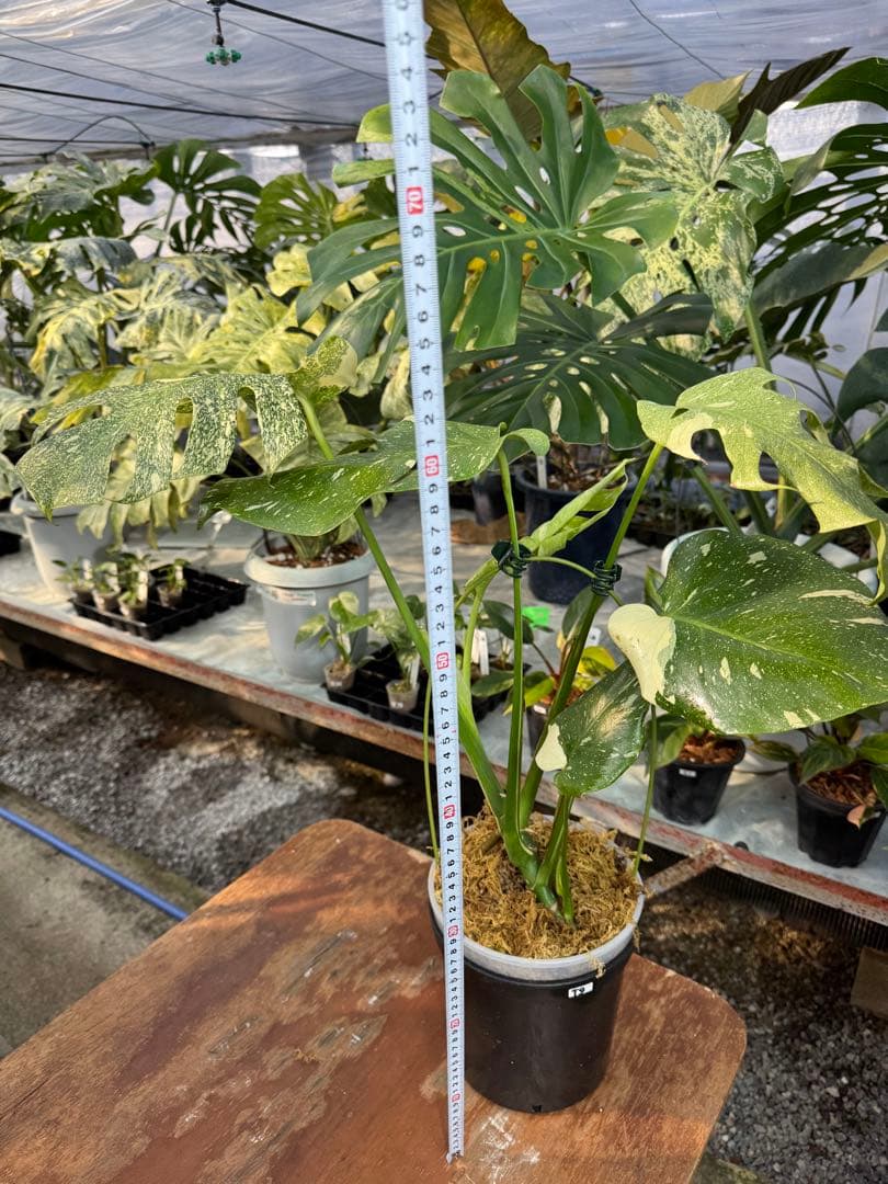 お*と様 T9モンステラ　タイコンステレーション　スターライト