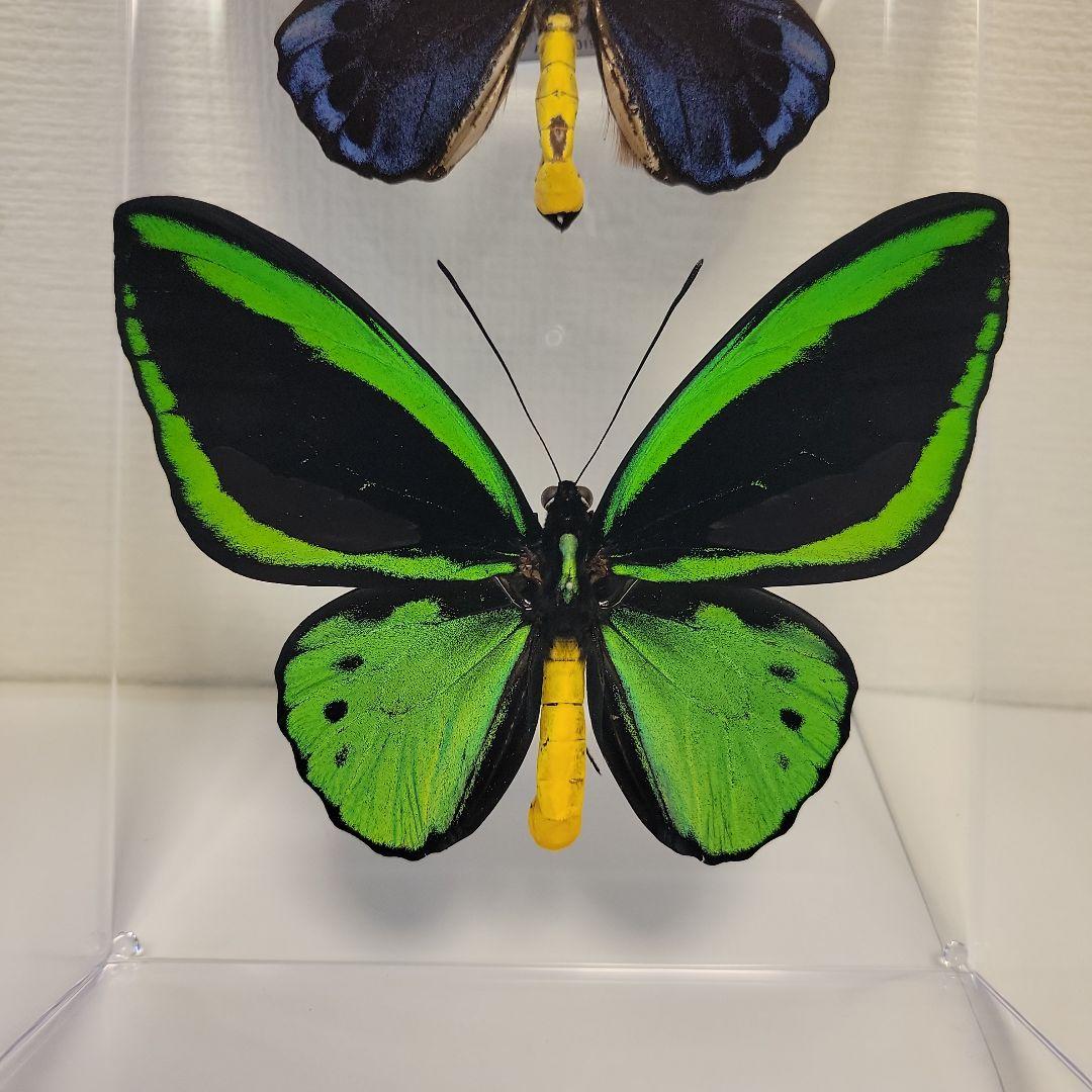 蝶の標本　トリバネチョウの世界(特A特)