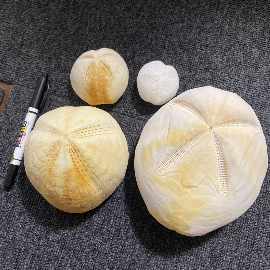 ブンブクセット♡ウニ殻♡標本