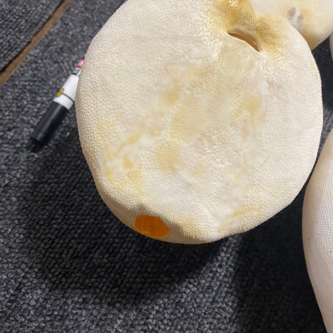 ブンブクセット♡ウニ殻♡標本