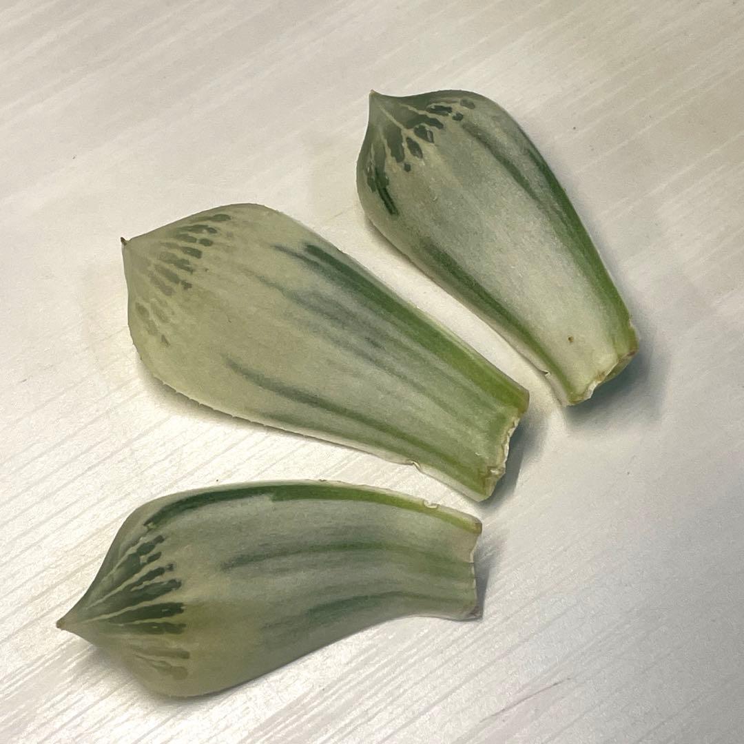 高級ハオルチア　白蛇伝　葉　3枚セット