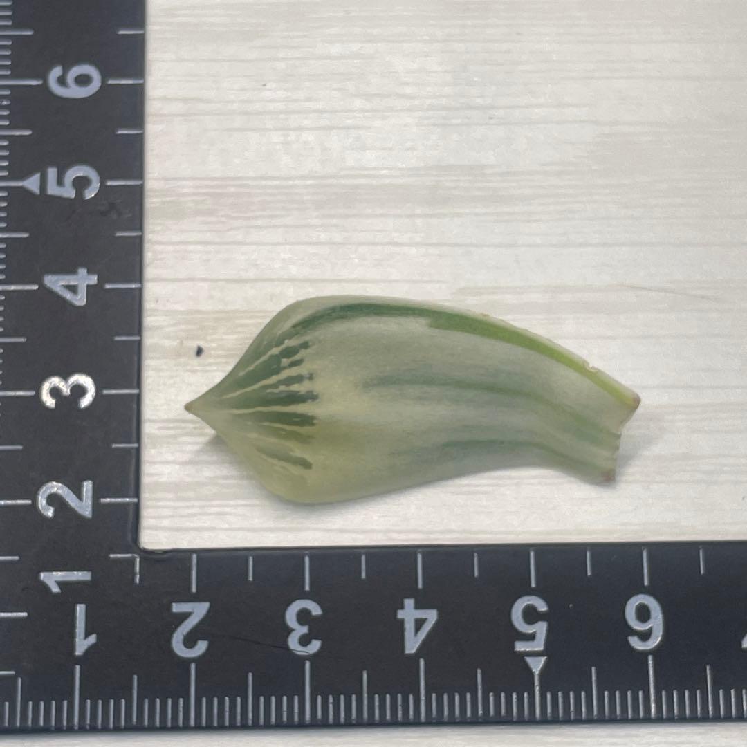 高級ハオルチア　白蛇伝　葉　3枚セット