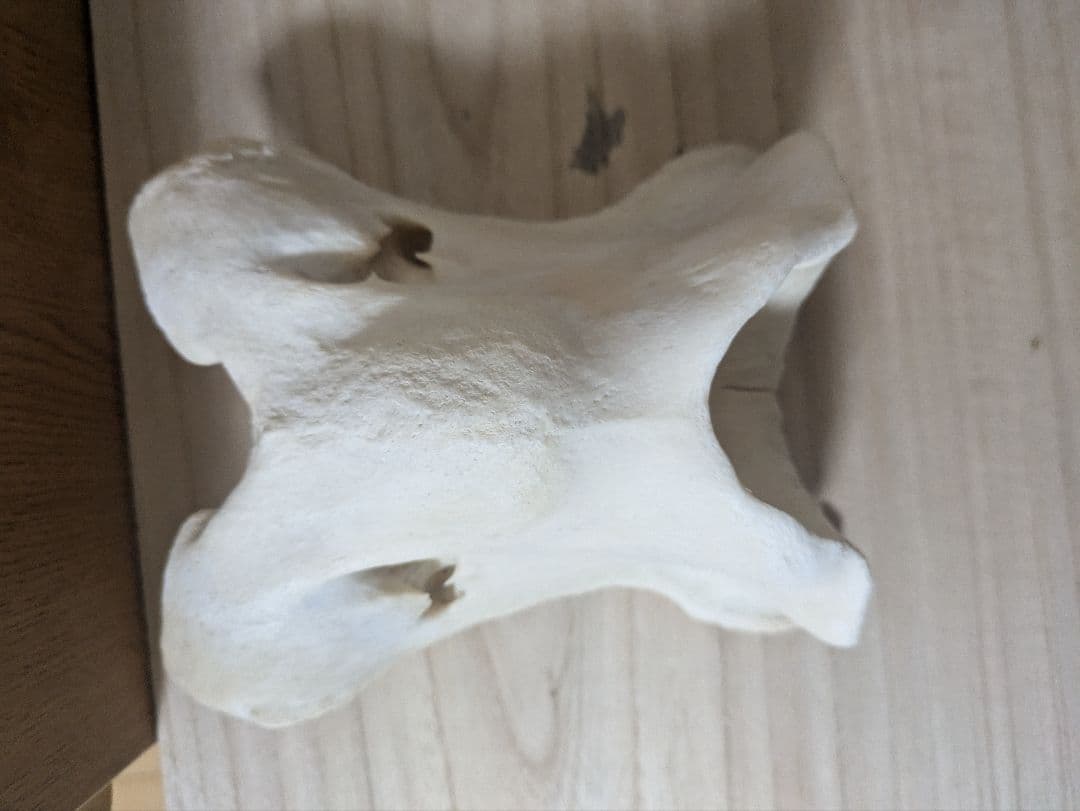 ケープキリン第1頚椎 骨格標本 頭骨 剥製