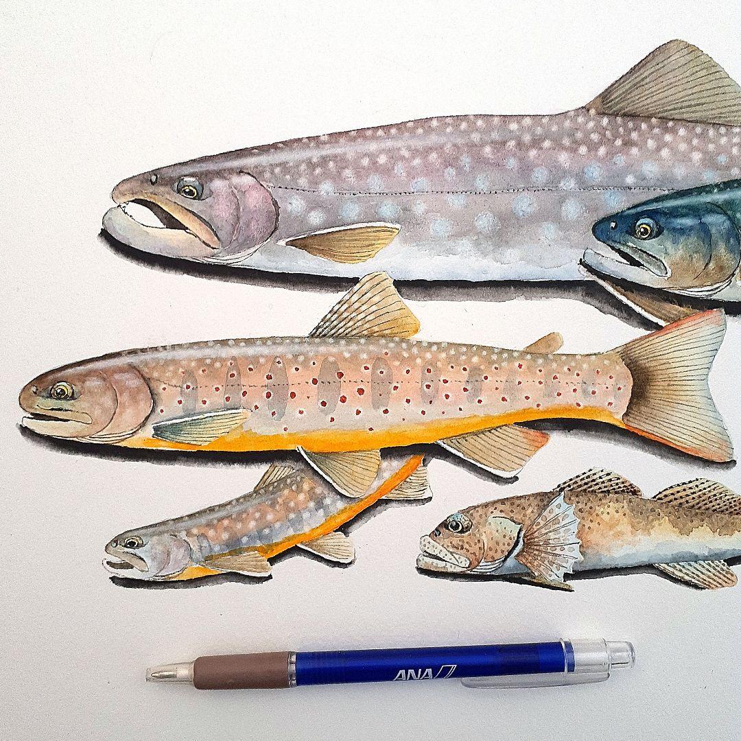 北海道の渓流に住む魚の透明水彩画