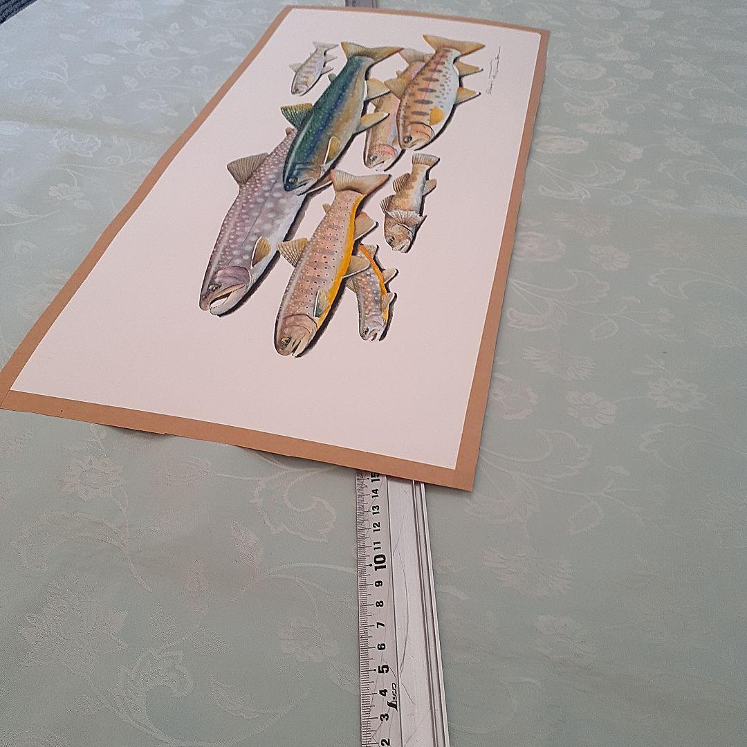 北海道の渓流に住む魚の透明水彩画